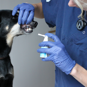 Kalzyme Dental Spray