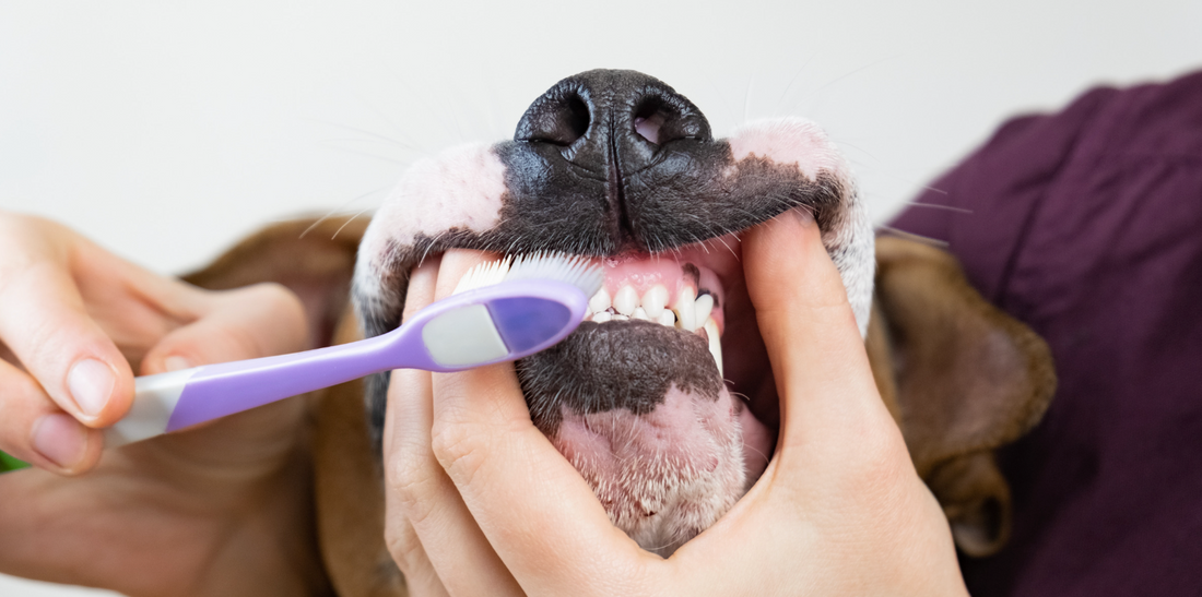 9 av 10 hundägare tycker tandborstning är svårt - så ger du din hund bra tandvård utan krångel