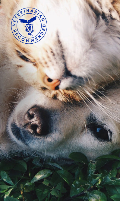 Hund och katt i gräset 